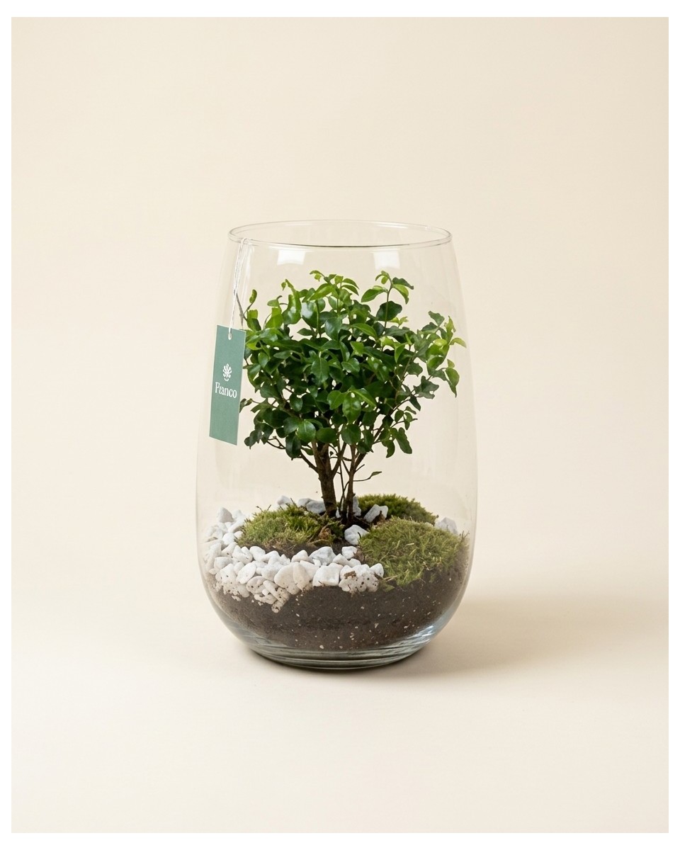 玻璃盆景直径27cm – vue 2