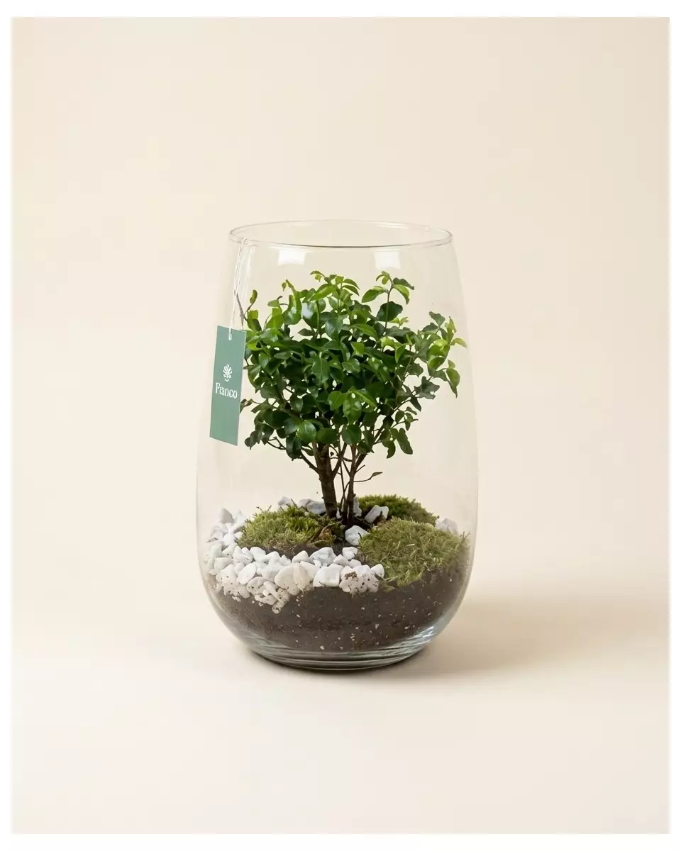 Bonsai dans un pot en verre diam 27cm – vue 2