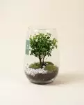 玻璃盆景直径27cm – vue 2