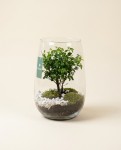 Bonsai dans un pot en verre diam 27cm – vue 2