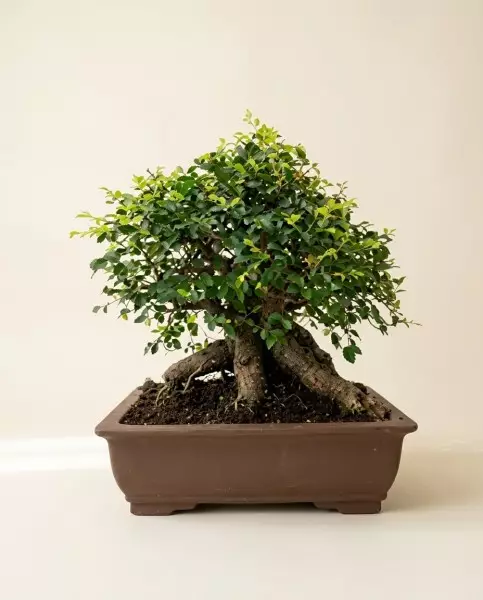 Bonsaï Ulmus Parviflora 50cm | Verttige