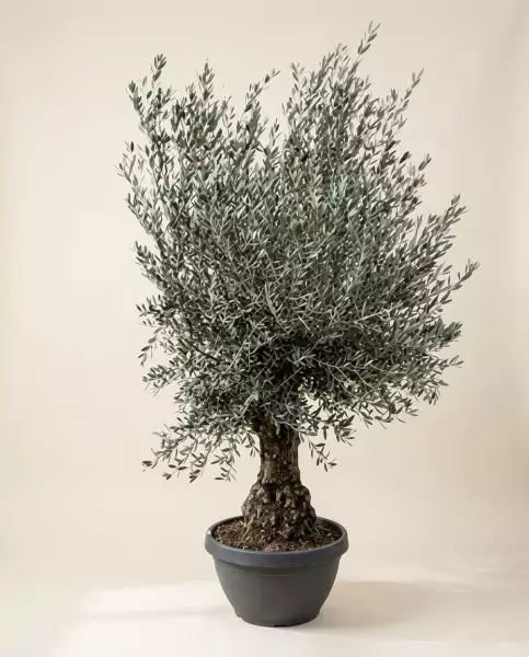 Bonsaï Olivier 250cm – Pièce d'Exception | Verttige