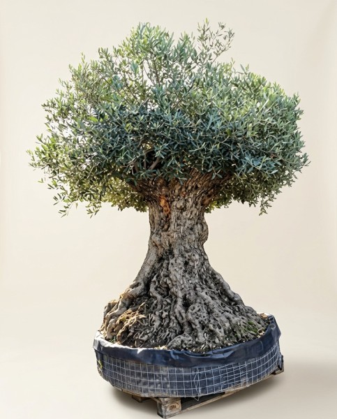 Bonsai Olivier 220cm