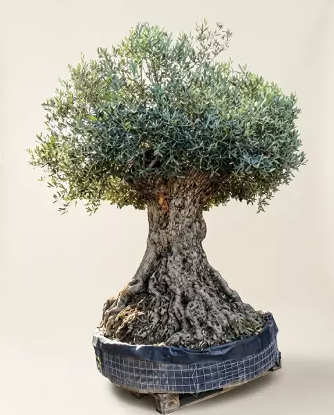 Bonsaï Olivier 220cm | Verttige Fleuriste