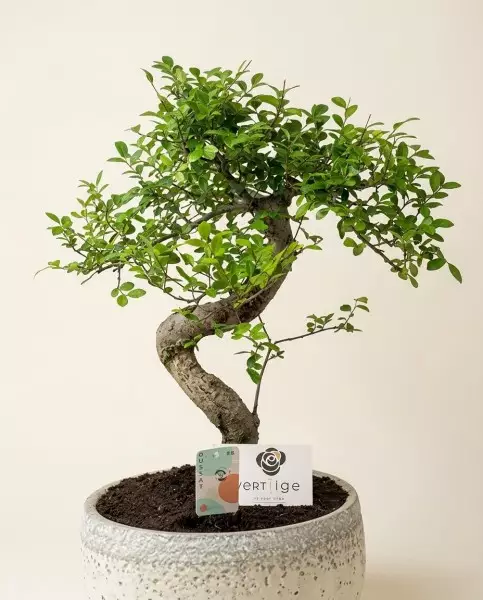 Bonsaï Japonais de Collection | Verttige