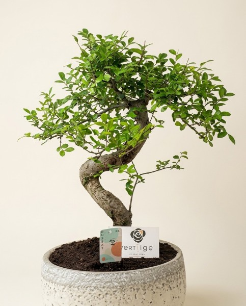 Japanese Bonsai from the Collector – vue 3