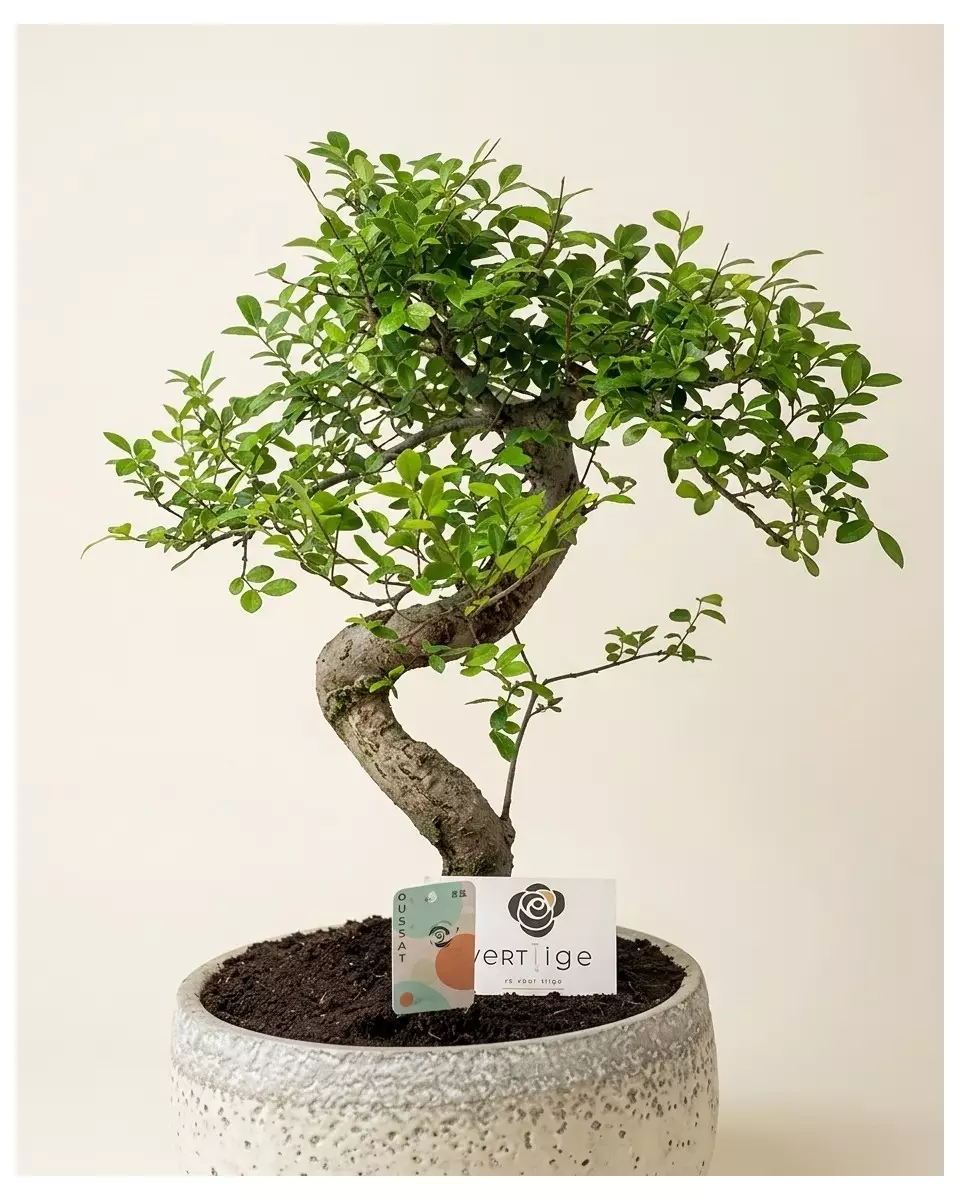 Bonsai Japonica – vue 3