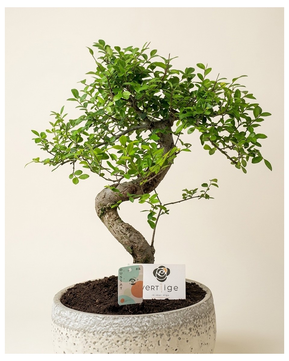 Japanese Bonsai from the Collector – vue 3