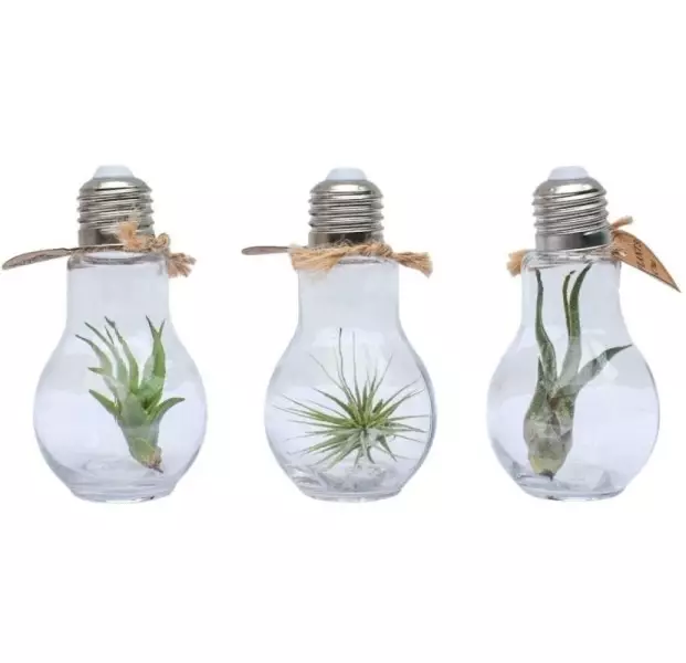 Terrarium lampe avec tillandsia