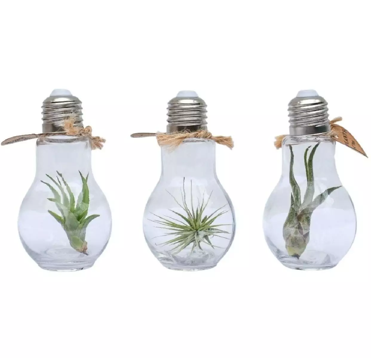 Terrarium lampe avec tillandsia