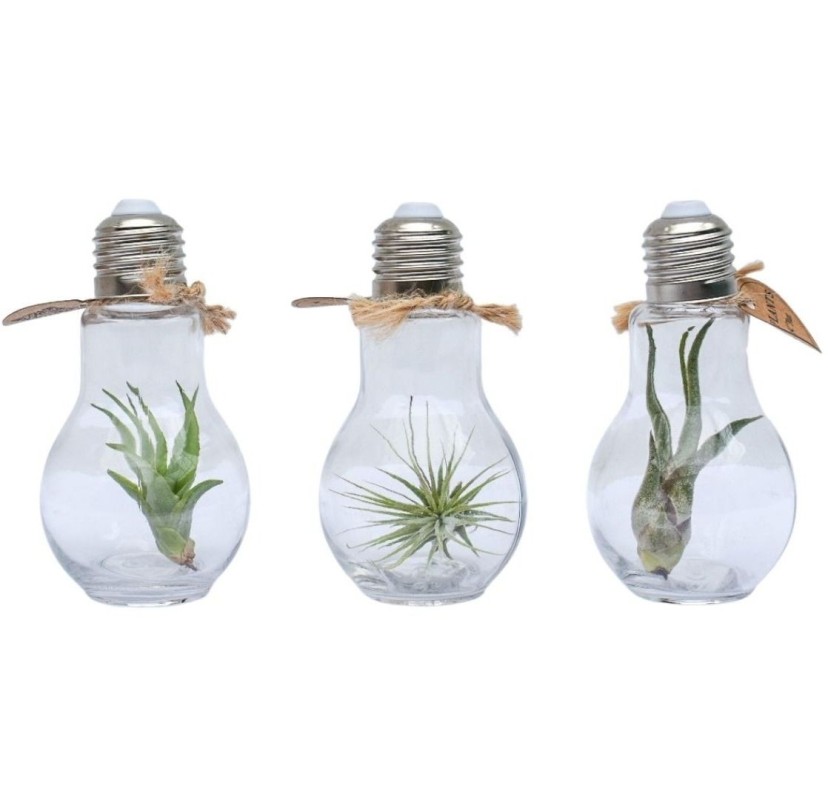 Terrarium lampe avec tillandsia