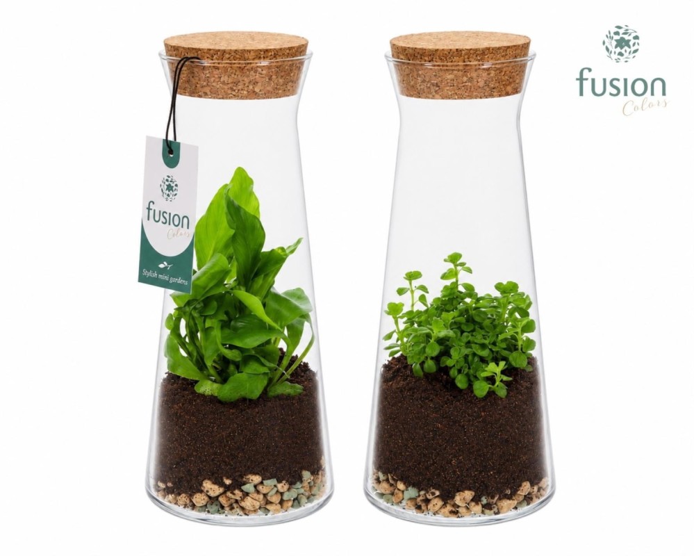 Terrarium carafe en verre avec plantes vertes