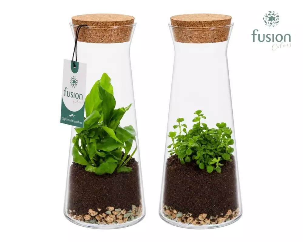Terrarium carafe en verre avec plantes vertes