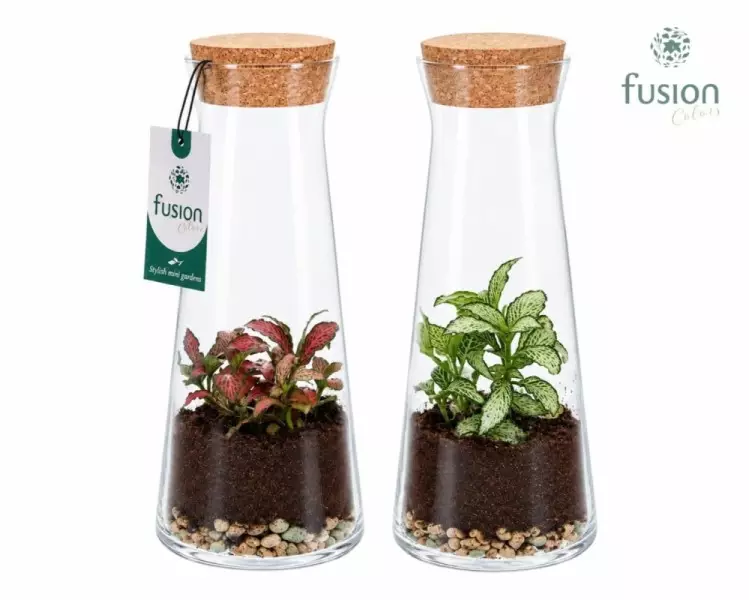 Terrarium carafe en verre avec fittonia