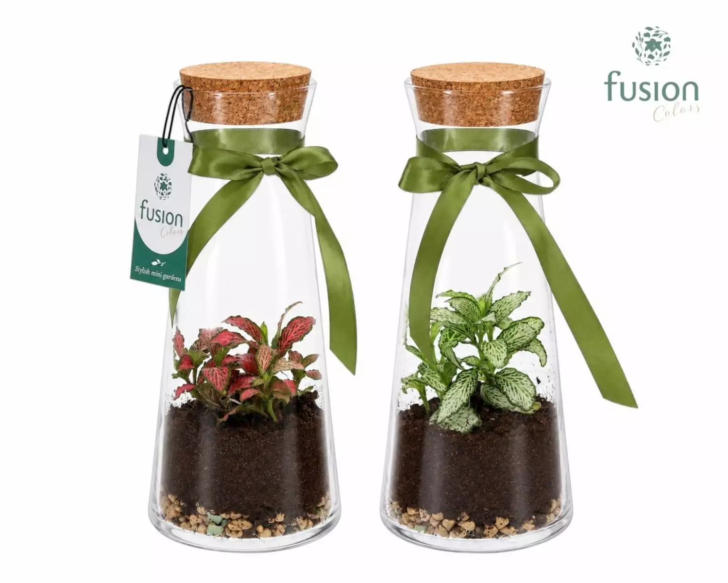 Terrarium carafe en verre avec fittonia et rubans