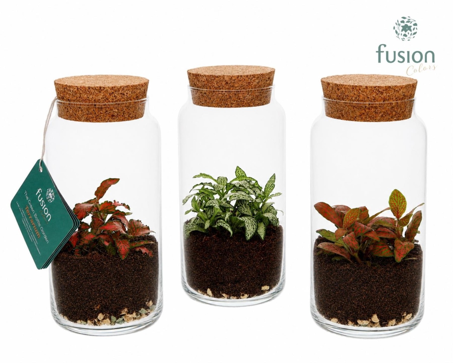 Terrarium cylindre en verre avec fittonia