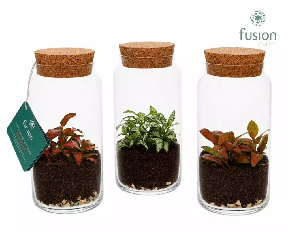 Terrarium cylindre en verre avec fittonia