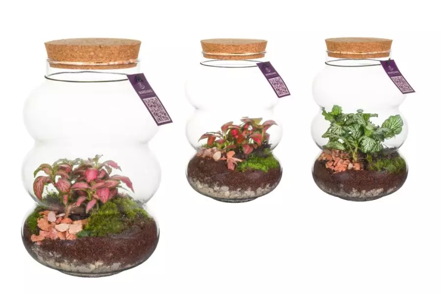 Terrarium Pluto