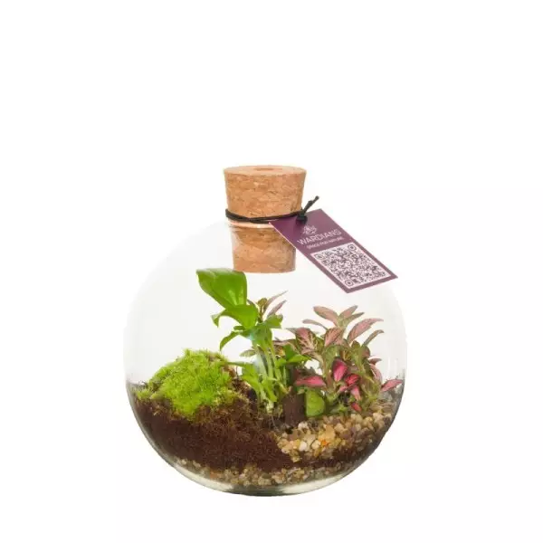 Terrarium Orcus