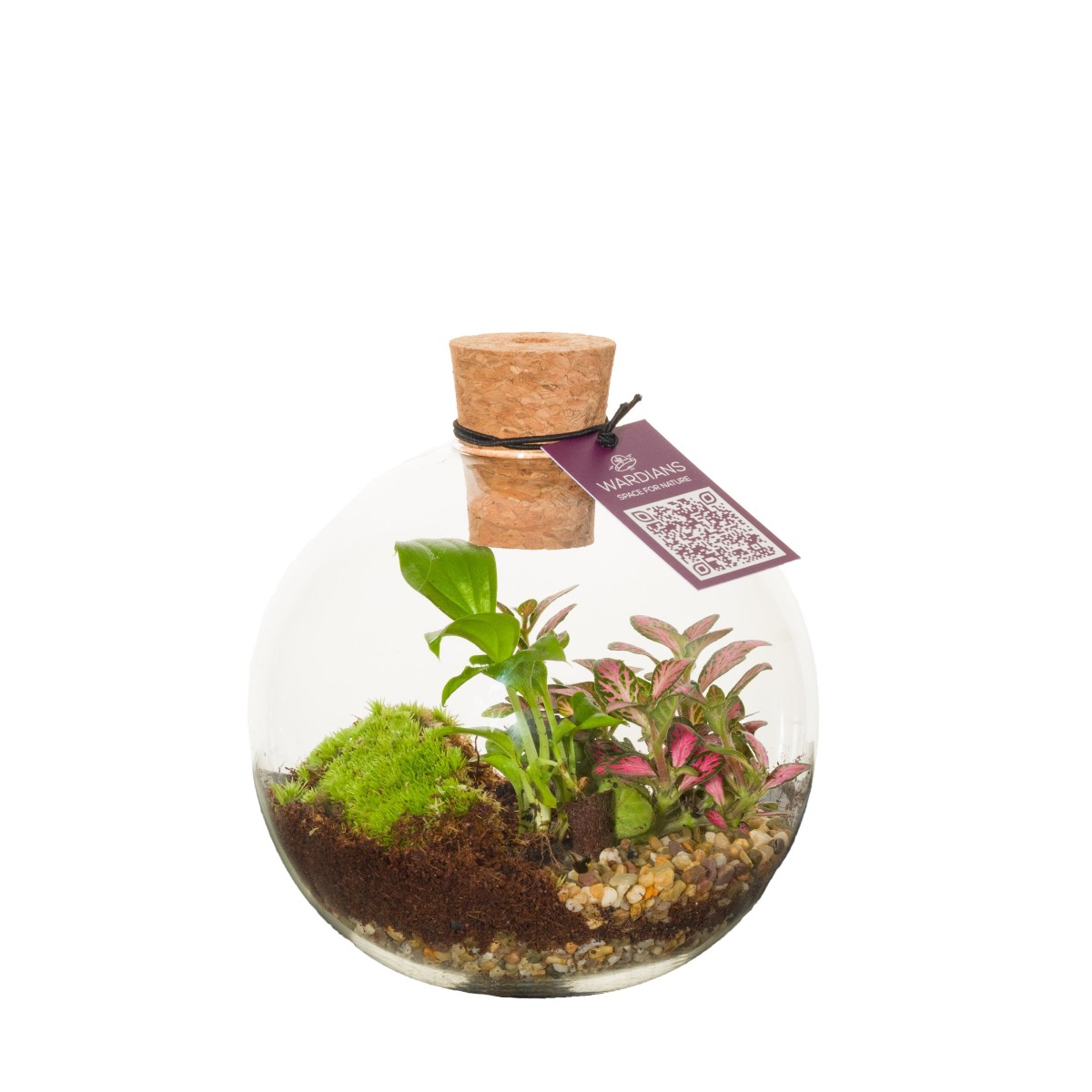 Terrarium Orcus