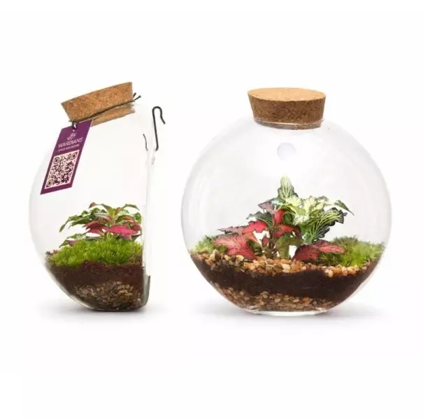 Terrarium Juno