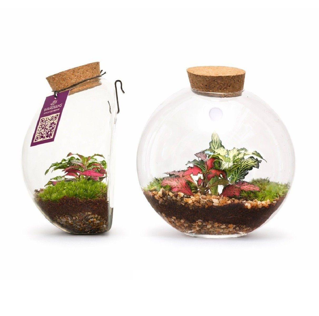 Terrarium Juno
