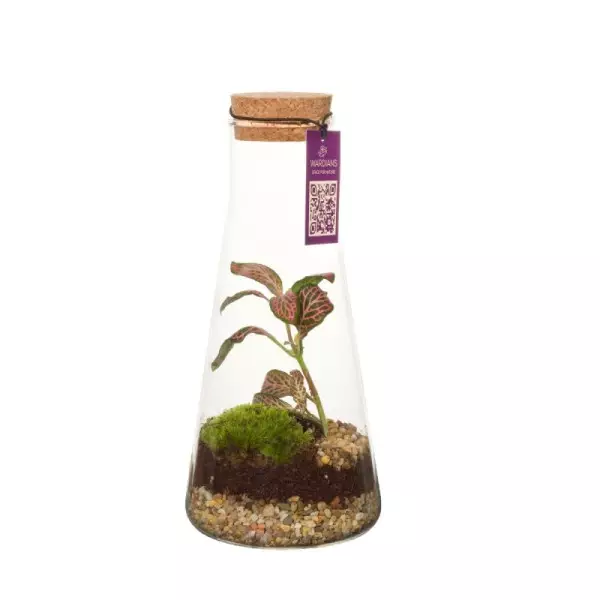 Terrarium Kalypso