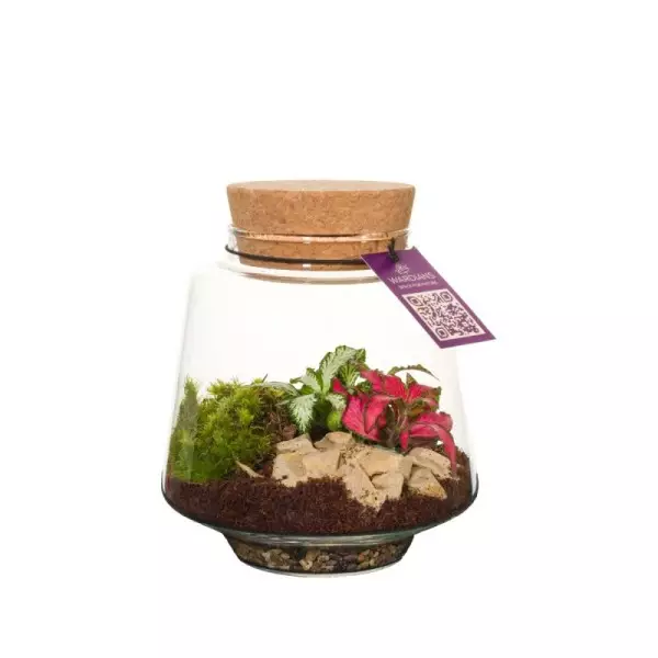 Terrarium Mercurius
