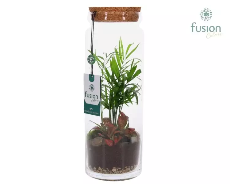 Terrarium cylindre en verre avec composition végétale