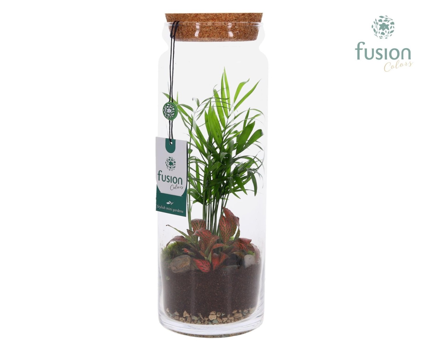 Terrarium cylindre en verre avec composition végétale