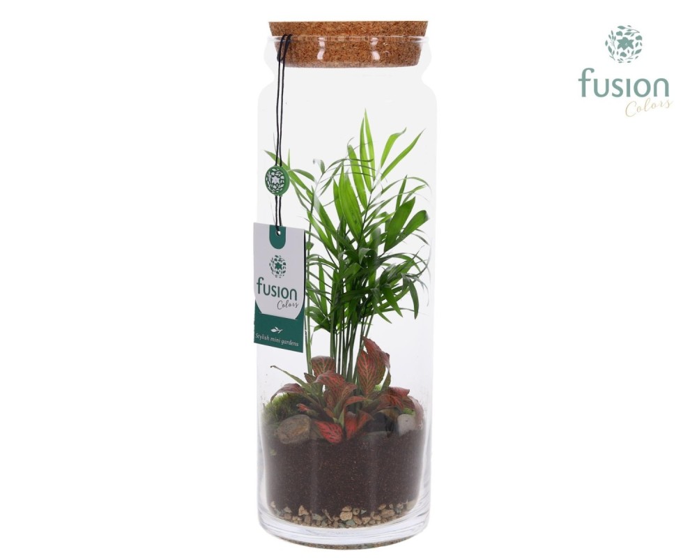 Terrarium cylindre en verre avec composition végétale