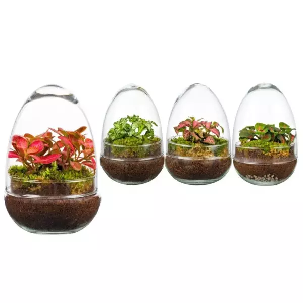 Terrarium Œuf