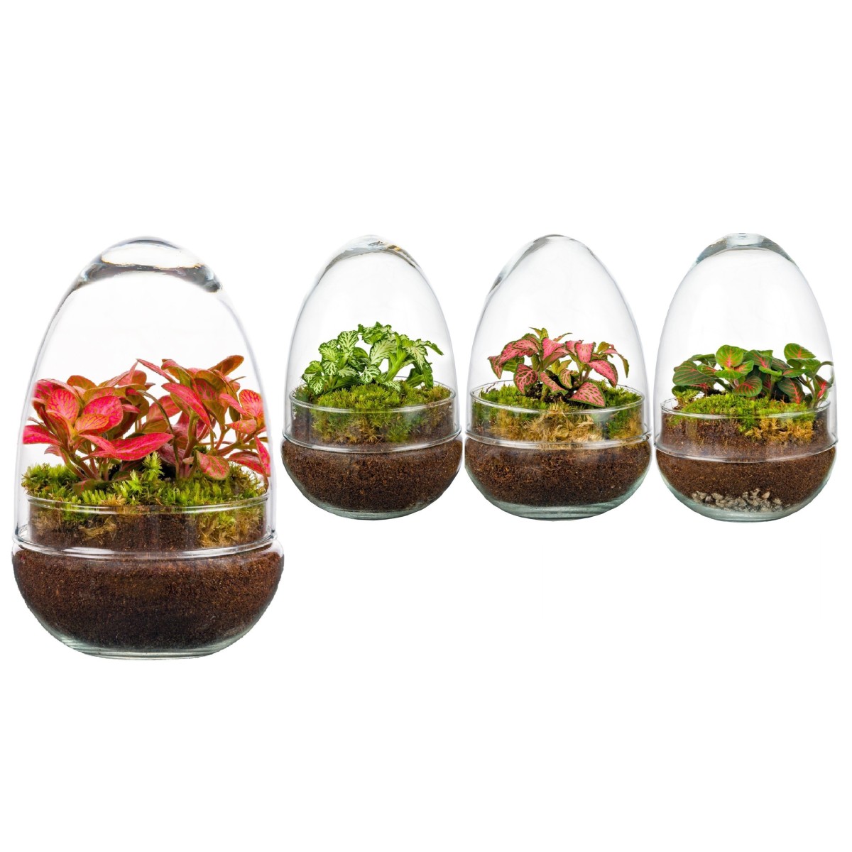 Terrarium Œuf