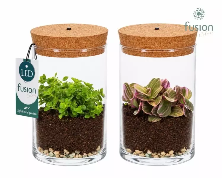 Terrarium cylindre en verre avec plantes vertes et éclairage LED