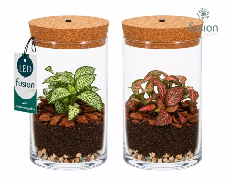 Terrarium cylindre en verre avec fittonia et éclairage LED
