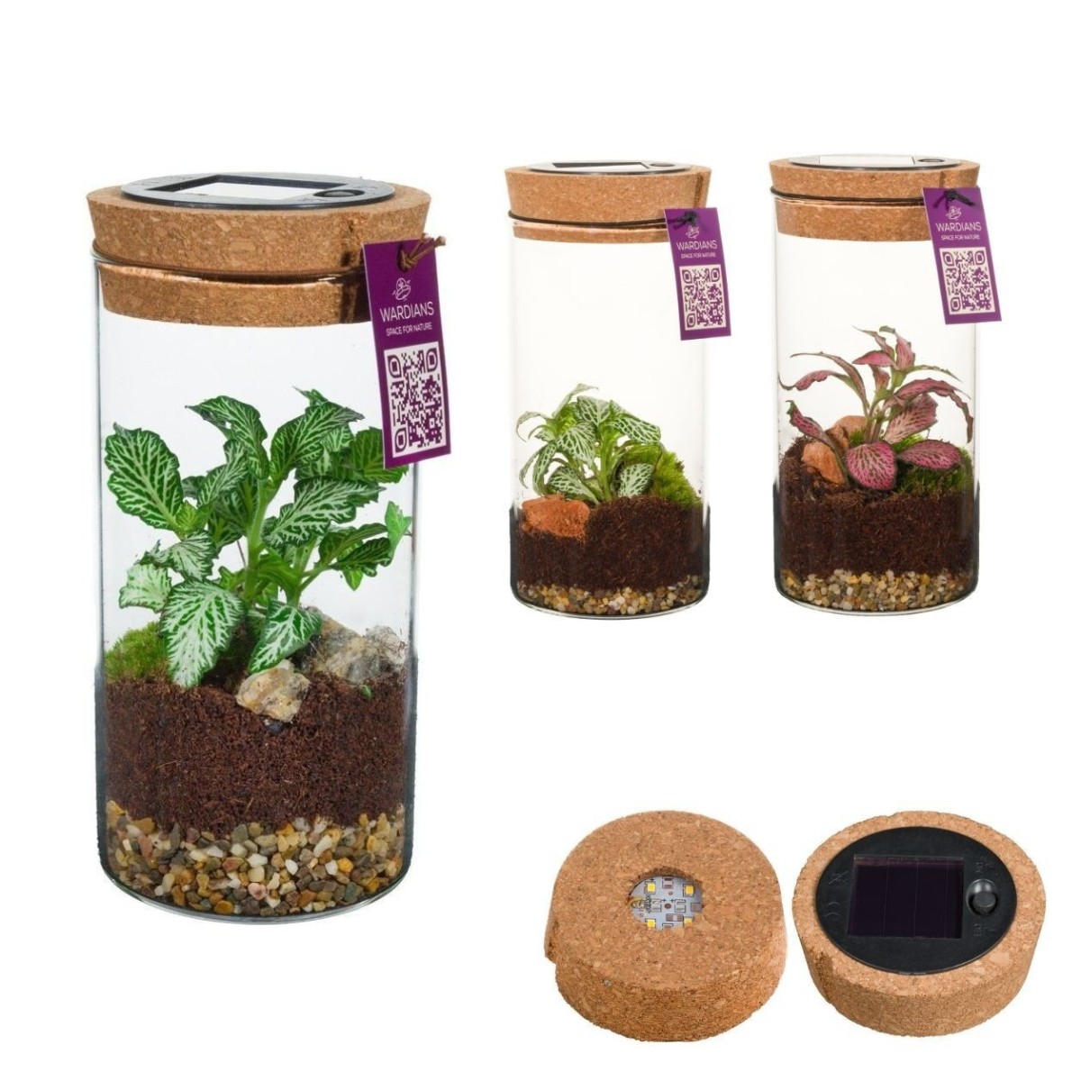 Terrarium Sirius