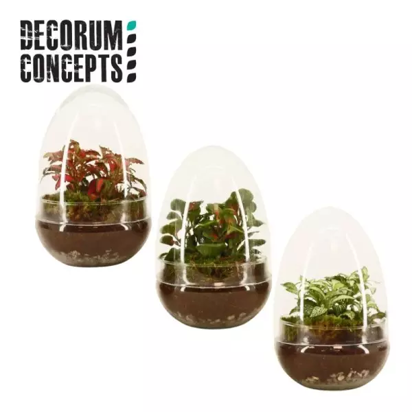 Terrarium Œuf