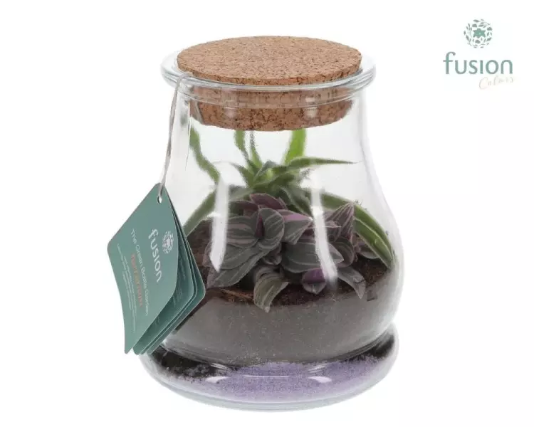 Terrarium goutte en verre avec composition végétale
