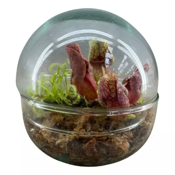 Plantes carnivores en terrarium boule deux parties