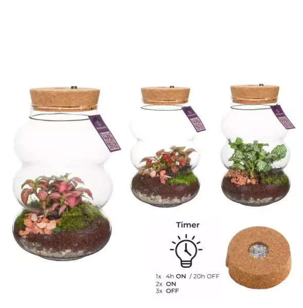 Terrarium Pluto