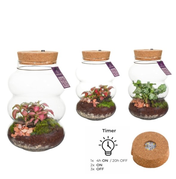 Terrarium Pluto