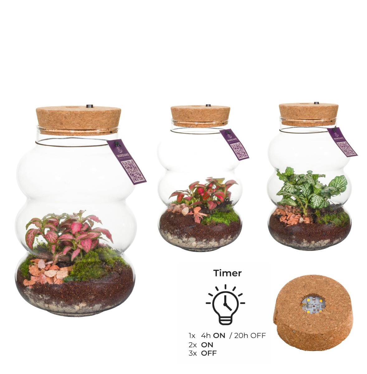 Terrarium Pluto