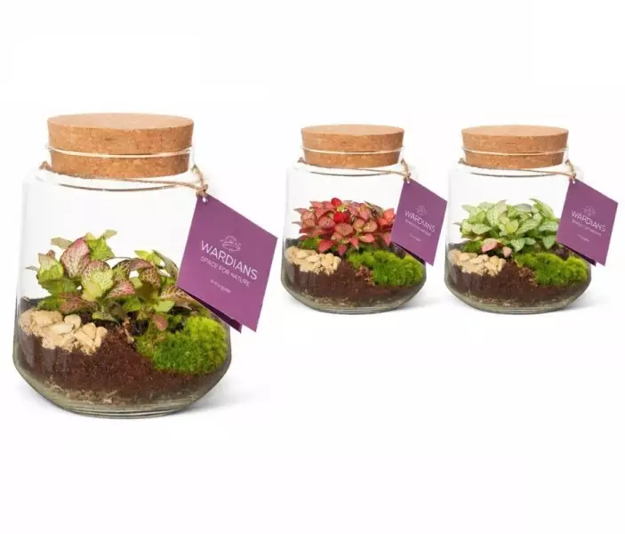 Terrarium Mercurius