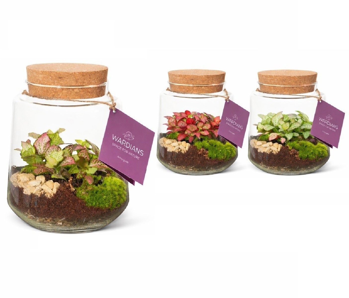 Terrarium Mercurius