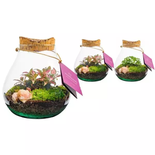 Terrarium Halley