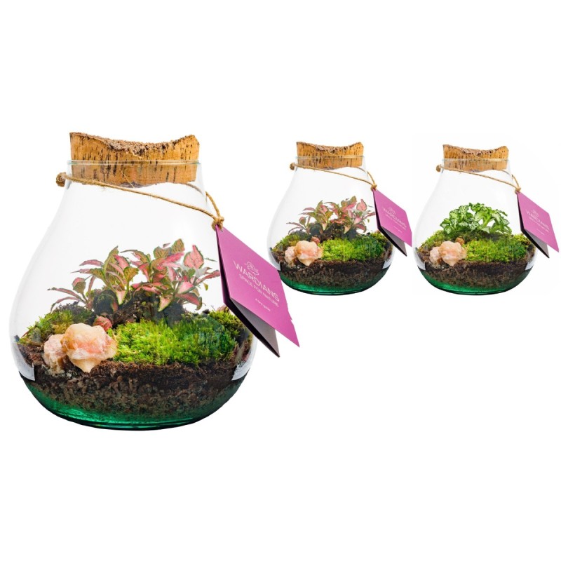Terrarium Halley