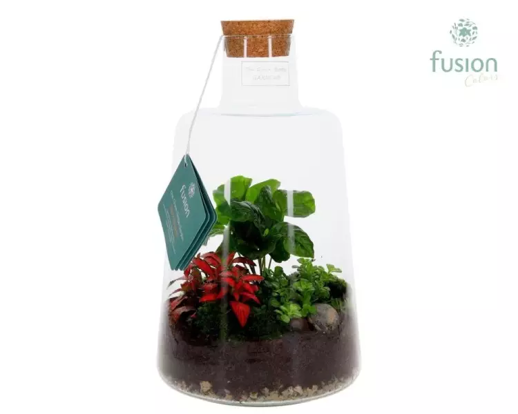 Terrarium en verre avec composition végétale – H 35 cm · Ø 19 cm