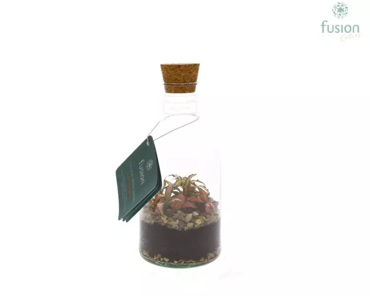Terrarium bouteille en verre
