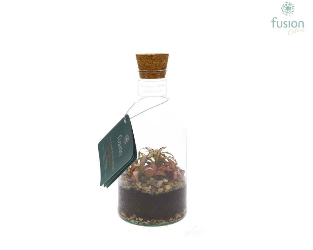 Terrarium bouteille en verre