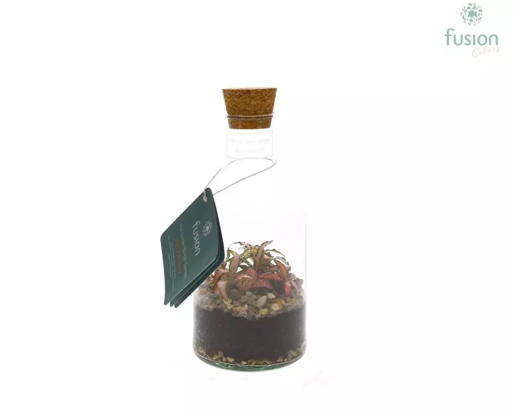 Terrarium bouteille en verre